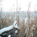 Schilf im Schnee (tn_100_4028.jpg) Zeesner See im Landkreis Dahme Spreewald